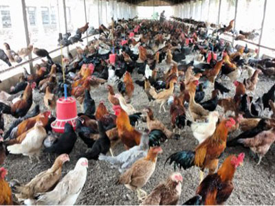 Poultry Farm